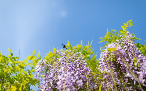 藤の花