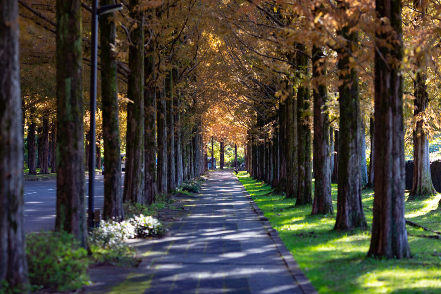 早朝に陽が入り始める太陽が丘のメタセコイア並木