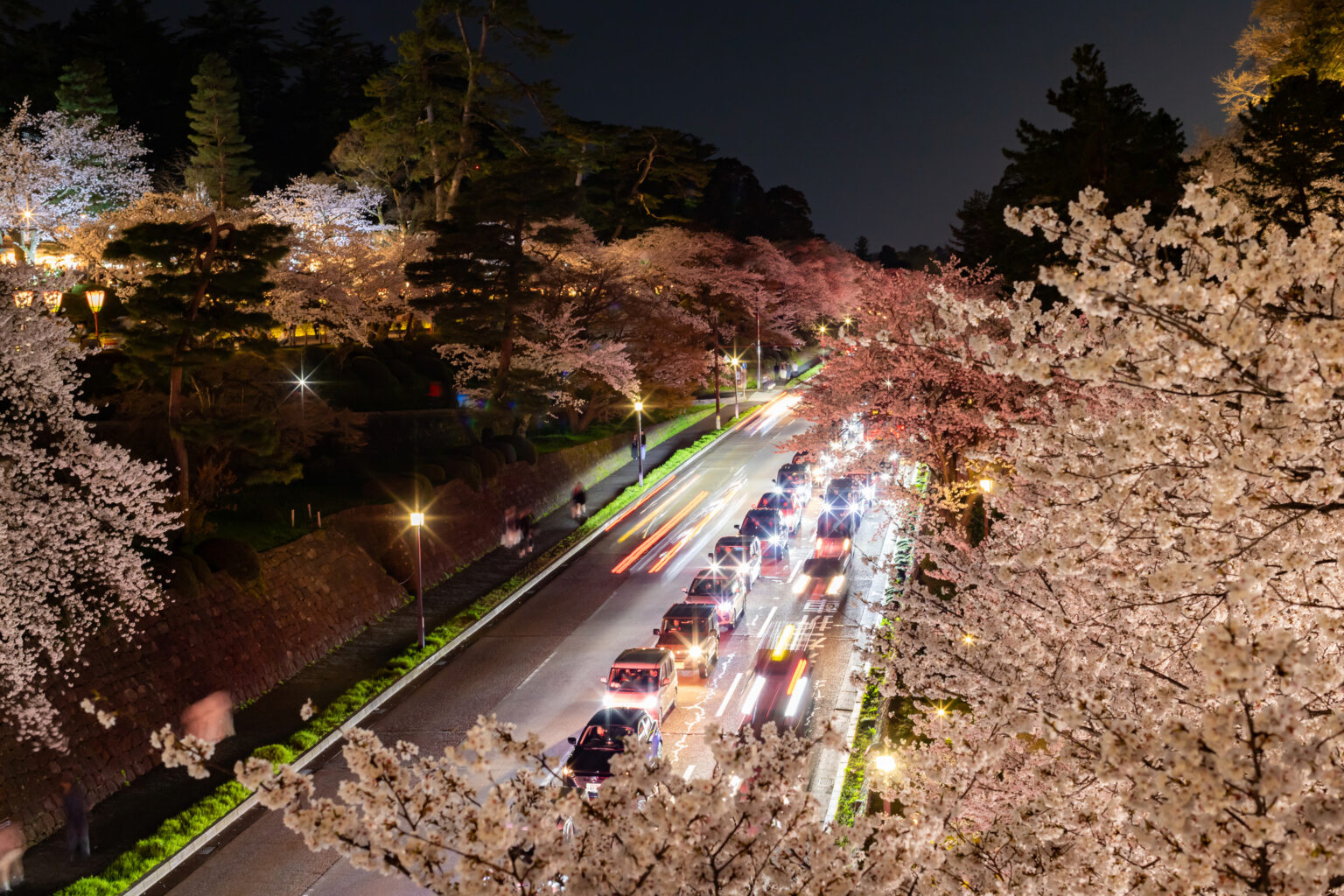 満開の桜が咲く石川門からの夜景